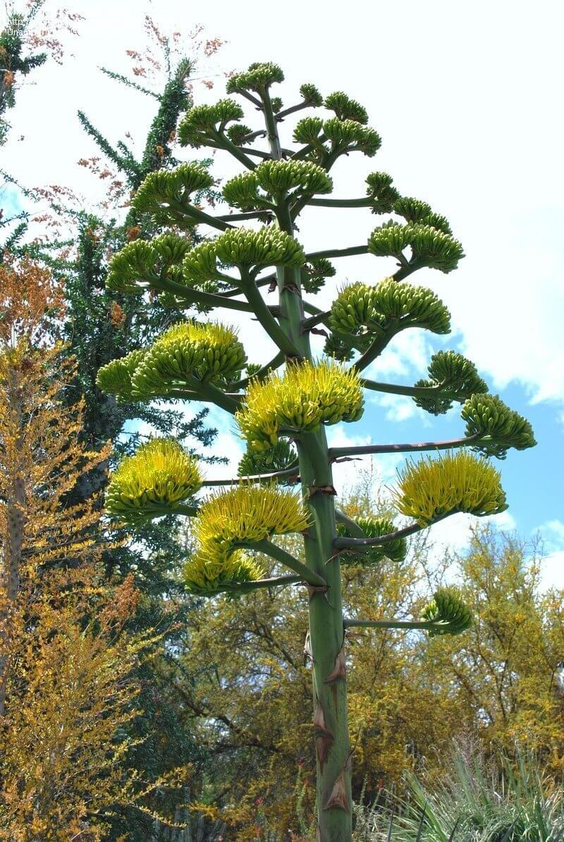 Agave avellanidens